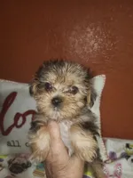 Stella Mae, a female Yorkshire Terrier for sale in Van Buren, AR – Photo 1 of 10