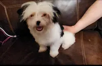 Stella Mae, a female Yorkshire Terrier for sale in Van Buren, AR – Photo 10 of 10