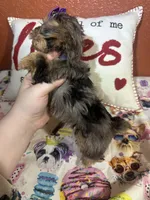 Stella Mae, a female Yorkshire Terrier for sale in Van Buren, AR – Photo 2 of 7