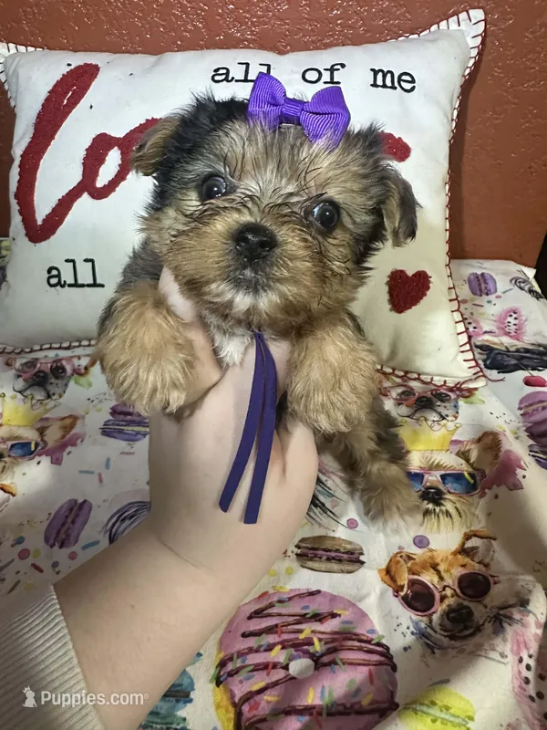 Stella Mae – Yorkshire Terrier puppy for sale in Van Buren, AR