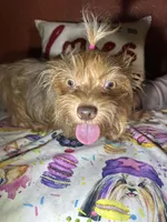 Stella Mae, a female Yorkshire Terrier for sale in Van Buren, AR – Photo 9 of 10