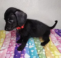 Lil Ann, a female Doxiepoo for sale in Van Buren, AR – 2 of 7