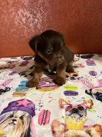 scooby doo, a male Yorkshire Terrier for sale in Van Buren, AR – 2 of 8