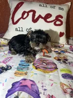 Manny, a male Yorkipoo for sale in Van Buren, AR – Photo 3 of 4