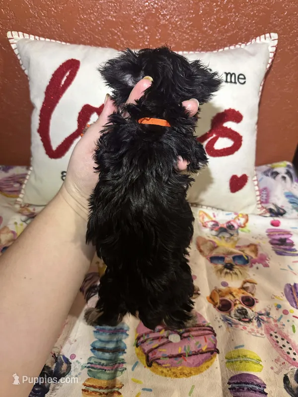 Manny, a male Yorkipoo for sale in Van Buren, AR – Photo 1 of 4