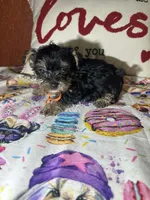 Manny, a male Yorkipoo for sale in Van Buren, AR – Photo 4 of 4