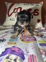 Manny, a male Yorkipoo for sale in Van Buren, AR – Photo 2 of 4