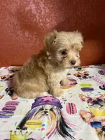 Duke, a male Yorkipoo for sale in Van Buren, AR – 4 of 7