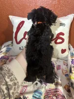 Joshua , a male Yorkipoo for sale in Van Buren, AR – Photo 5 of 5