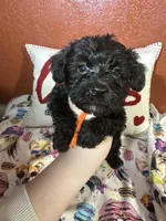 Joshua , a male Yorkipoo for sale in Van Buren, AR – Photo 3 of 5