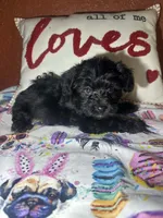 Joshua , a male Yorkipoo for sale in Van Buren, AR – Photo 2 of 5