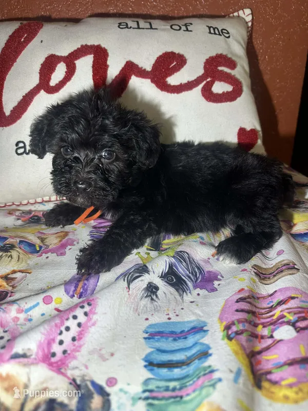 Joshua  – Yorkipoo puppy for sale in Van Buren, AR