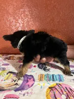 Lil Pete, a male Yorkshire Terrier for sale in Van Buren, AR – 2 of 8