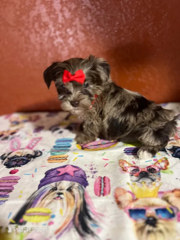 Jobe – Yorkipoo puppy for sale in Van Buren, AR