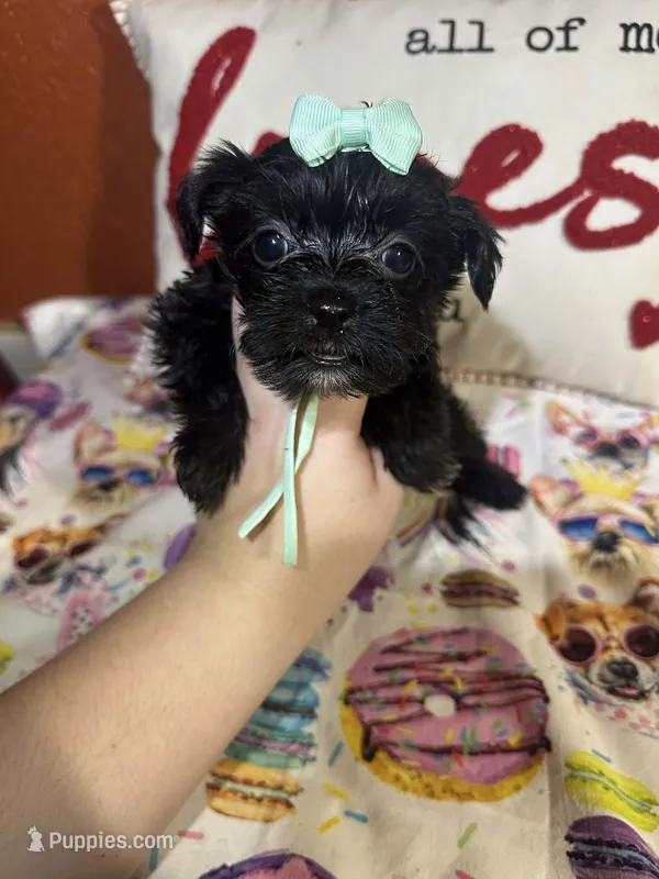 Alicia , a female Yorkipoo for sale in Van Buren, AR – Photo 1 of 6