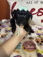 Alicia , a female Yorkipoo for sale in Van Buren, AR – Photo 1 of 6