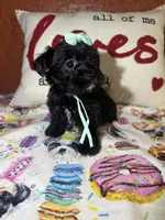 Alicia , a female Yorkipoo for sale in Van Buren, AR – Photo 4 of 6