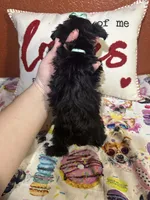 Alicia , a female Yorkipoo for sale in Van Buren, AR – Photo 5 of 6