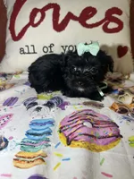 Alicia , a female Yorkipoo for sale in Van Buren, AR – Photo 3 of 6