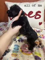 Alicia , a female Yorkipoo for sale in Van Buren, AR – Photo 2 of 6