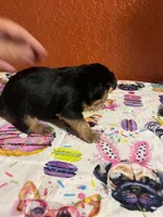 Zeus, a male Yorkshire Terrier for sale in Van Buren, AR – 4 of 7