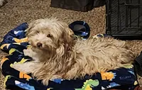 Jobe, a female Yorkipoo for sale in Van Buren, AR – 6 of 7