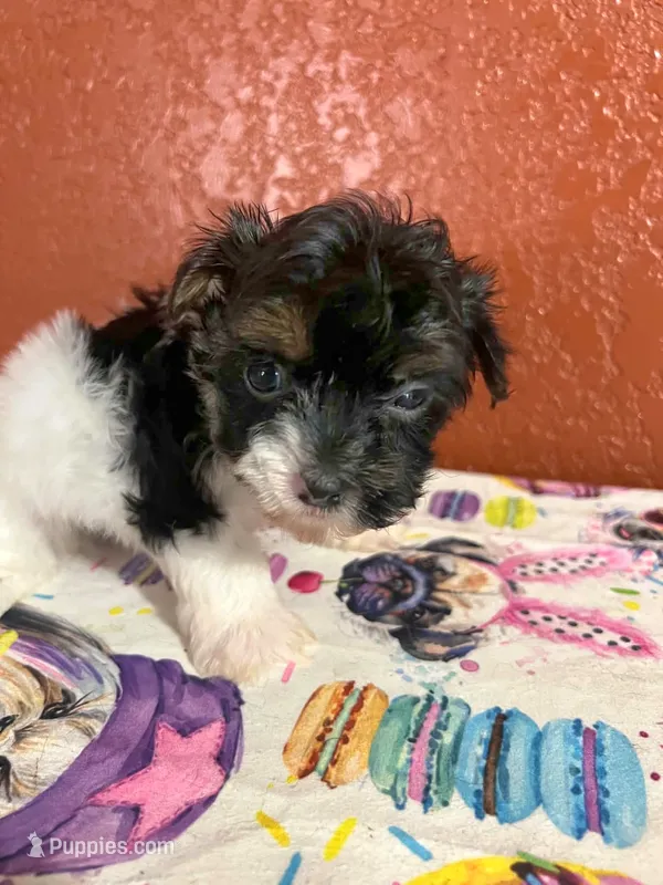 BabyBoy – Yorkipoo puppy for sale in Van Buren, AR