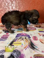 Scout, a male Yorkipoo for sale in Van Buren, AR – 2 of 7