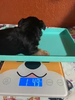 Zeus, a male Yorkshire Terrier for sale in Van Buren, AR – 5 of 7