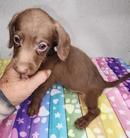 Zigo, a male Doxiepoo for sale in Van Buren, AR – 1 of 7