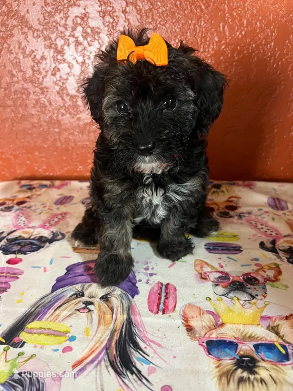 Keke – Yorkipoo puppy for sale in Van Buren, AR