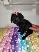 Gigi, a female Doxiepoo for sale in Van Buren, AR – 2 of 6