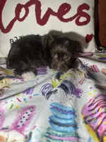 Cooper, a male Yorkshire Terrier for sale in Van Buren, AR – Photo 3 of 8