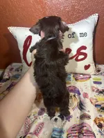 Cooper, a male Yorkshire Terrier for sale in Van Buren, AR – Photo 5 of 8