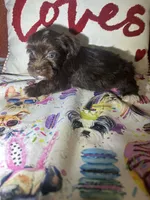 Cooper, a male Yorkshire Terrier for sale in Van Buren, AR – Photo 2 of 8