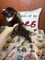 Cooper, a male Yorkshire Terrier for sale in Van Buren, AR – Photo 4 of 8