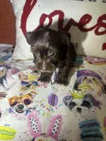 Cooper, a male Yorkshire Terrier for sale in Van Buren, AR – Photo 1 of 8