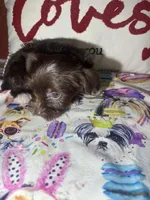 Cooper, a male Yorkshire Terrier for sale in Van Buren, AR – Photo 6 of 8