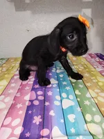 Winnie, a female Doxiepoo for sale in Van Buren, AR – 3 of 6