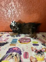 Coco, a female Yorkipoo for sale in Van Buren, AR – 4 of 7