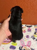 Zeus, a male Yorkshire Terrier for sale in Van Buren, AR – 3 of 7