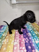 Otto, a male Doxiepoo for sale in Van Buren, AR – 3 of 6