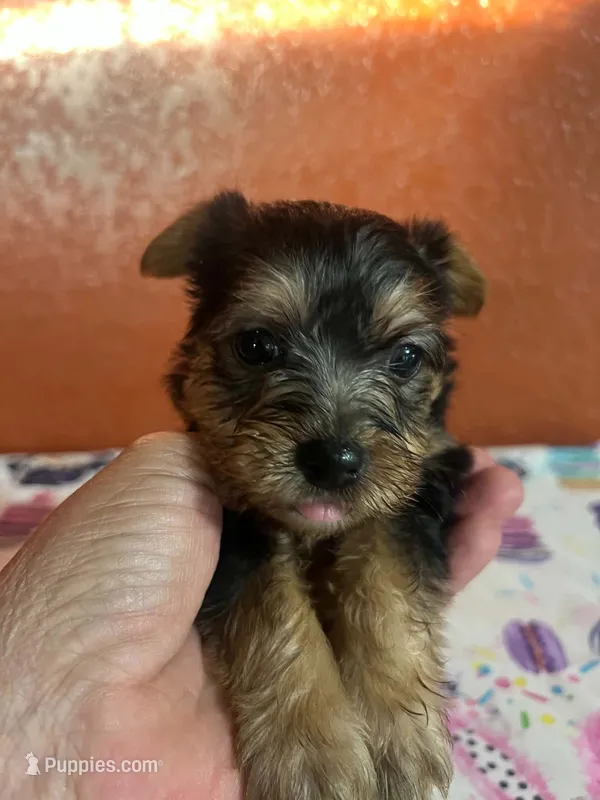 Suki – Yorkshire Terrier puppy for sale in Van Buren, AR