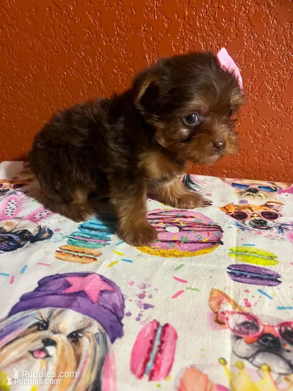 Mocha – Yorkshire Terrier puppy for sale in Van Buren, AR
