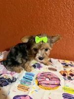 Harper, a female Yorkipoo for sale in Van Buren, AR – 3 of 4