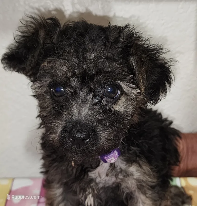 Emma – Yorkipoo puppy for sale in Van Buren, AR