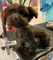 Babe, a female Yorkipoo for sale in Van Buren, AR – 6 of 7