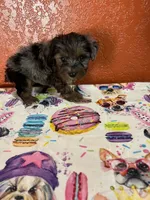 Piper, a female Yorkipoo for sale in Van Buren, AR – 3 of 8