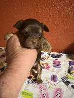 Finn, a male Yorkshire Terrier for sale in Van Buren, AR – 1 of 8