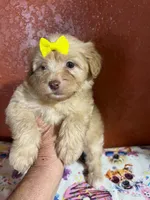 Sadie , a female Yorkipoo for sale in Van Buren, AR – 4 of 7